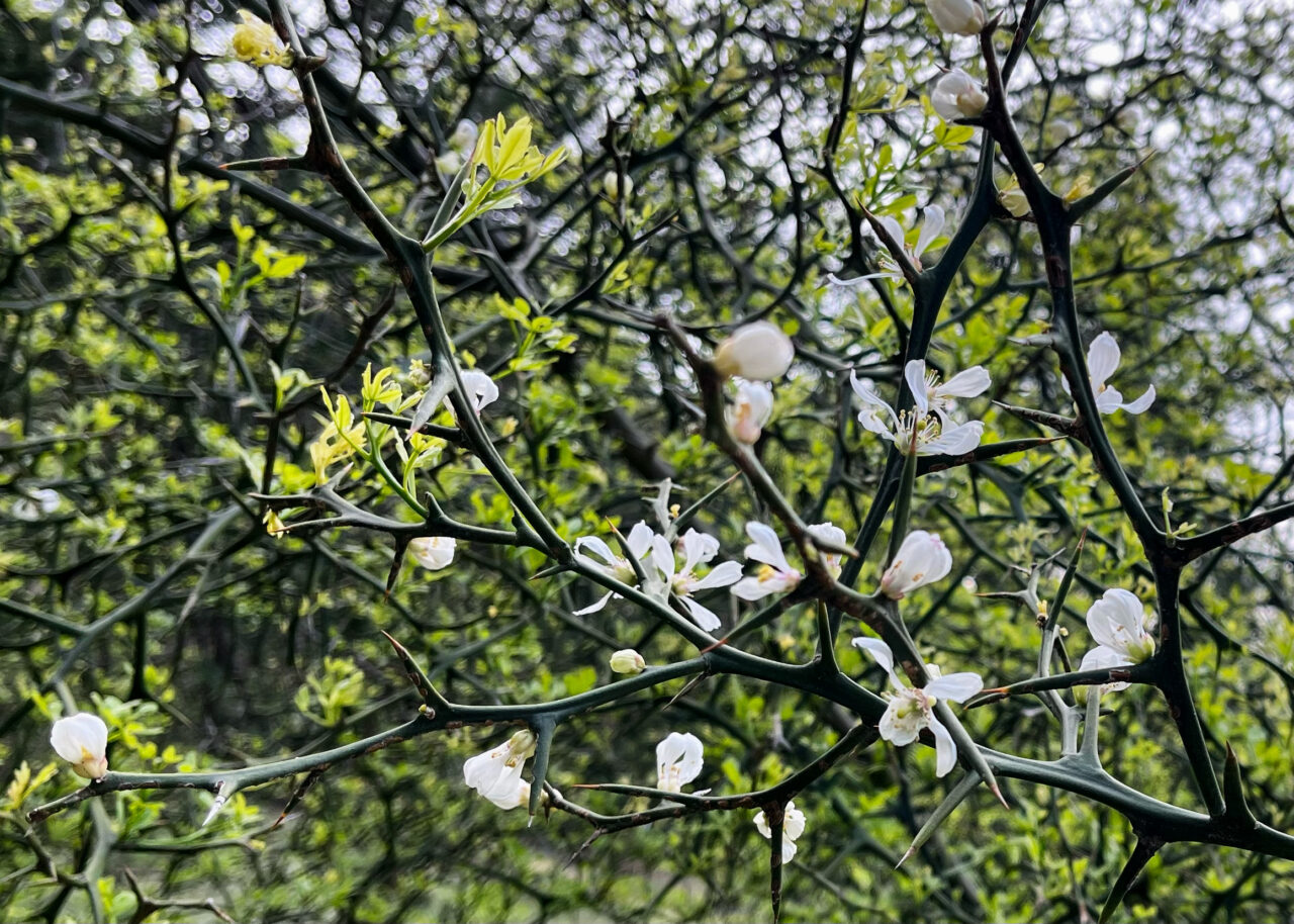 枳殻（カラタチ）