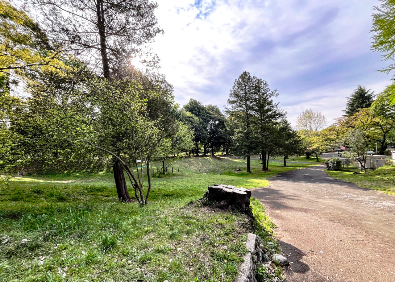 枳殻（カラタチ）