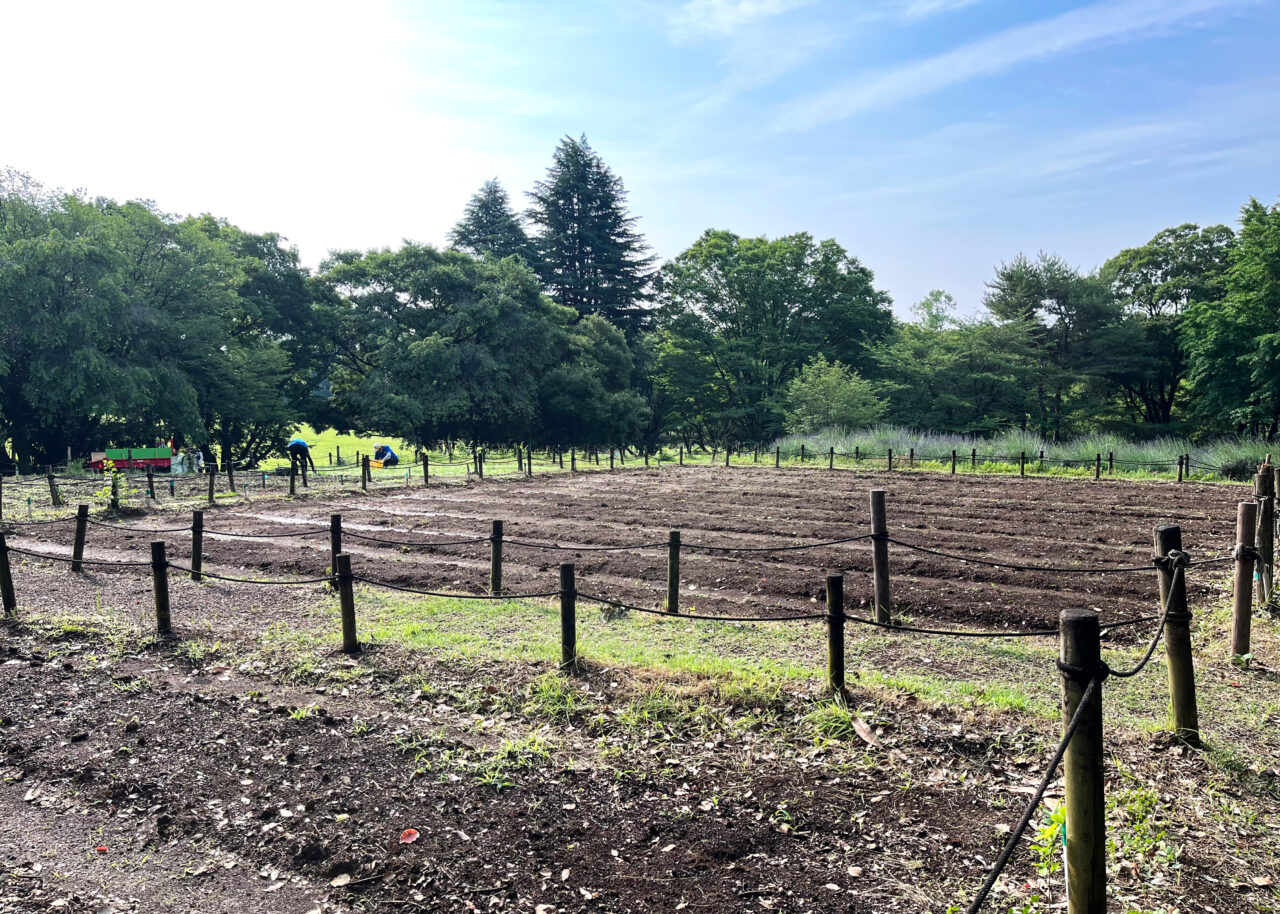 所沢航空記念公園「花の丘」のラベンダーと耕地