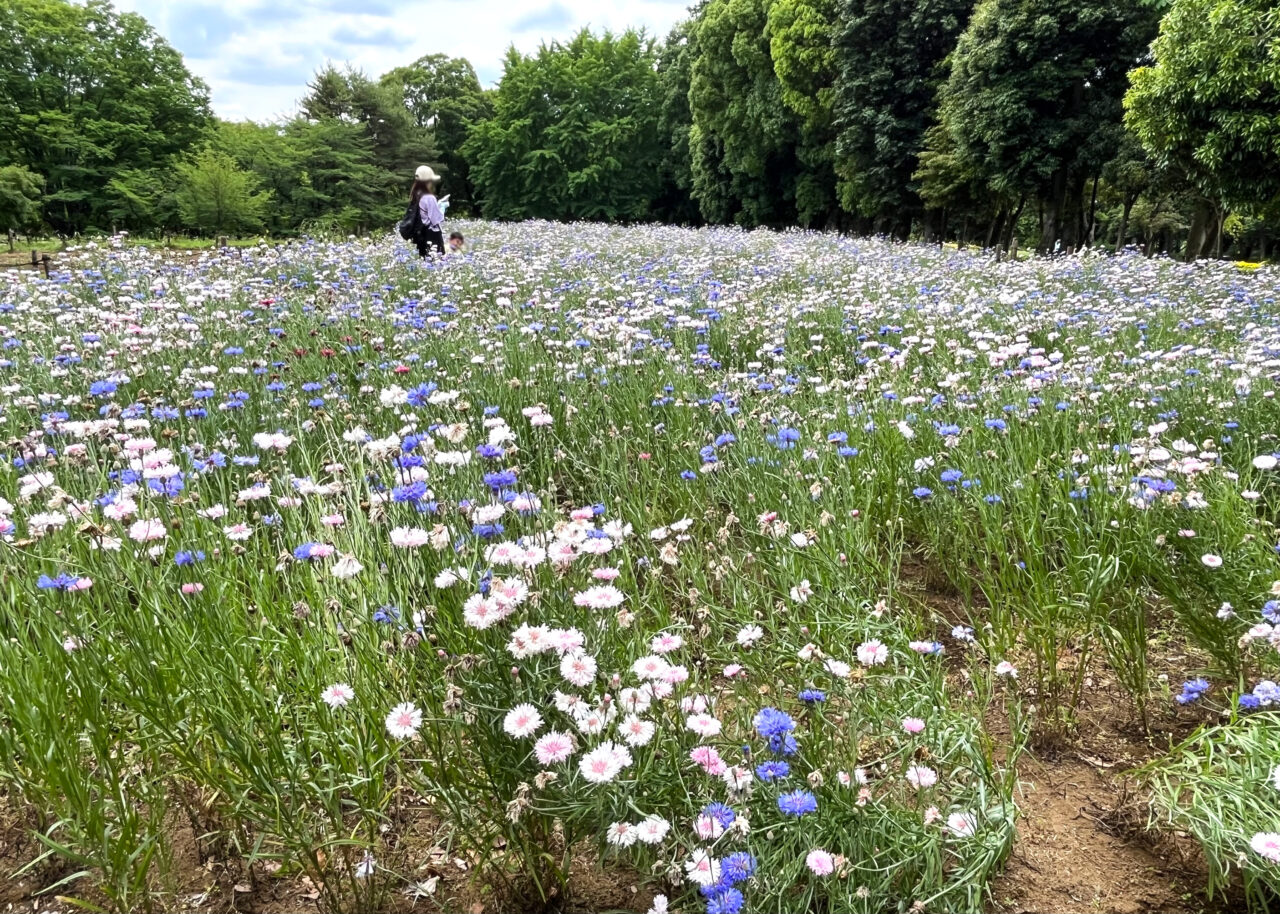 所沢航空記念公園「花の丘」の矢車菊