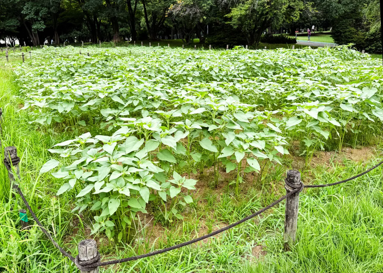所沢航空記念公園の花の丘(7月後半)
