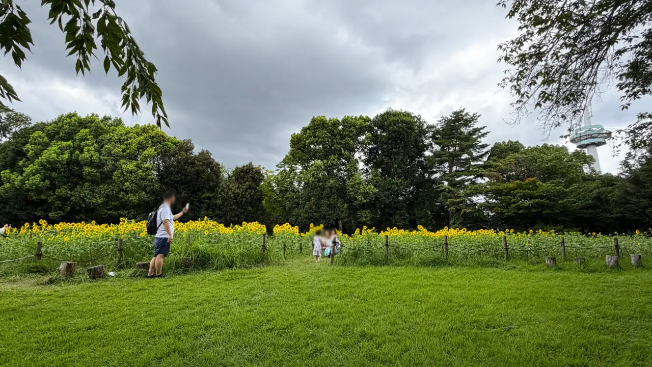 『花の丘』のヒマワリ