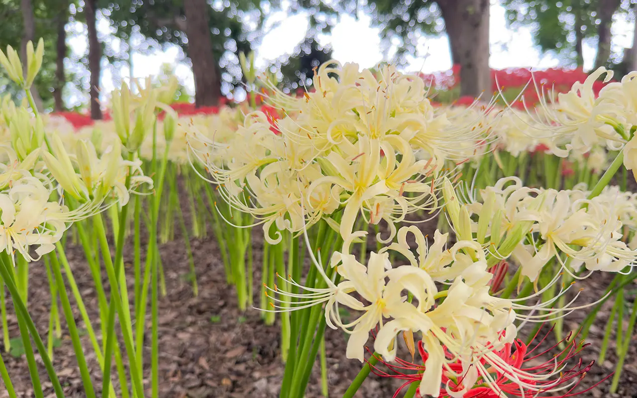 《所沢牛沼彼岸花クラブ》