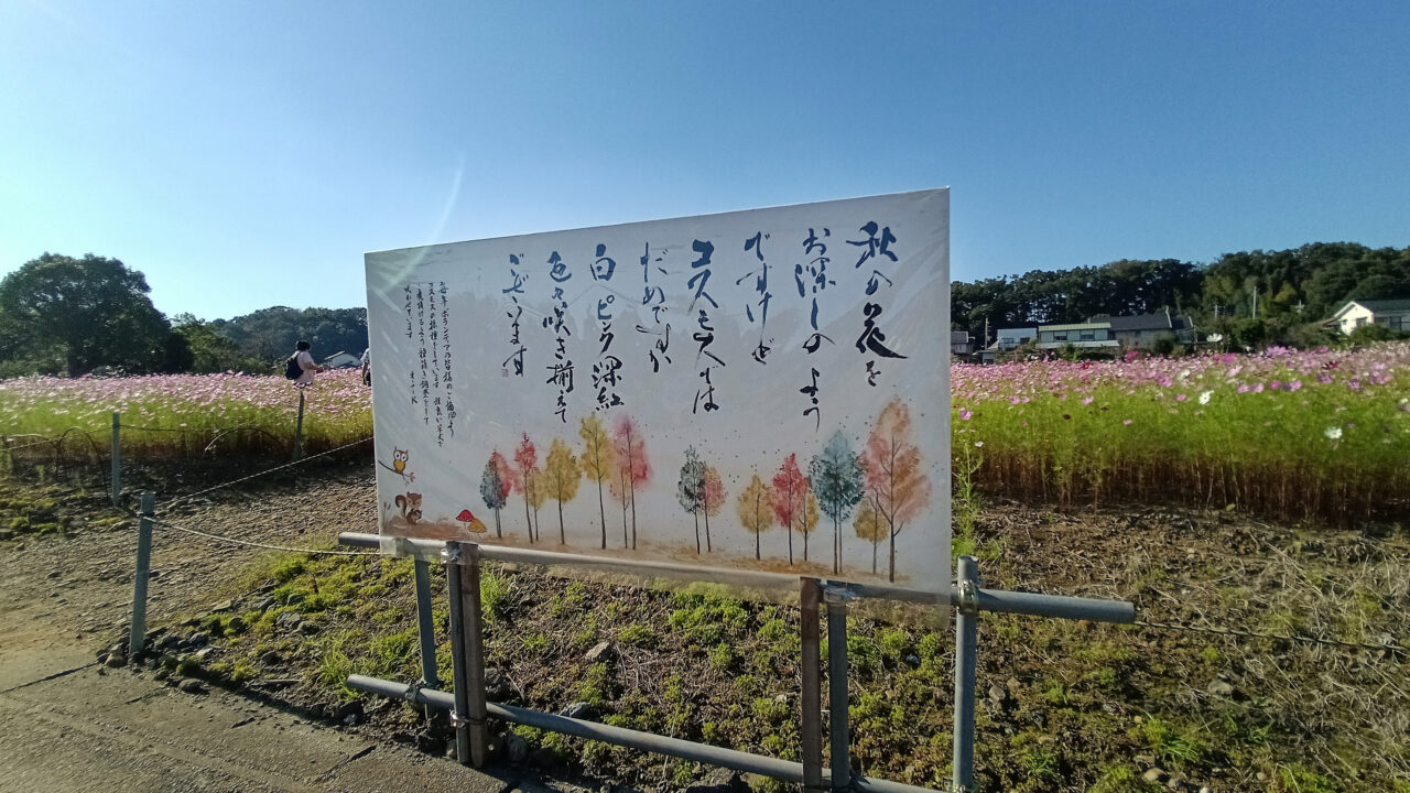 《本郷のコスモス畑》