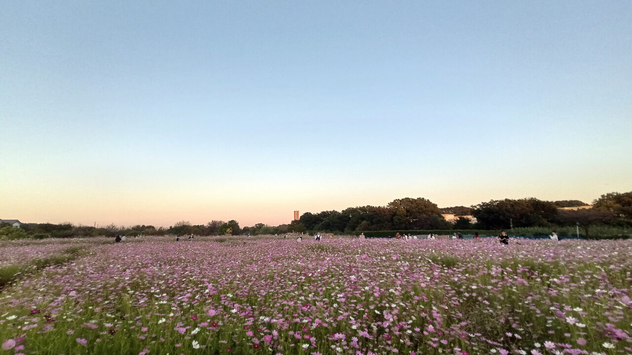 《本郷のコスモス畑》