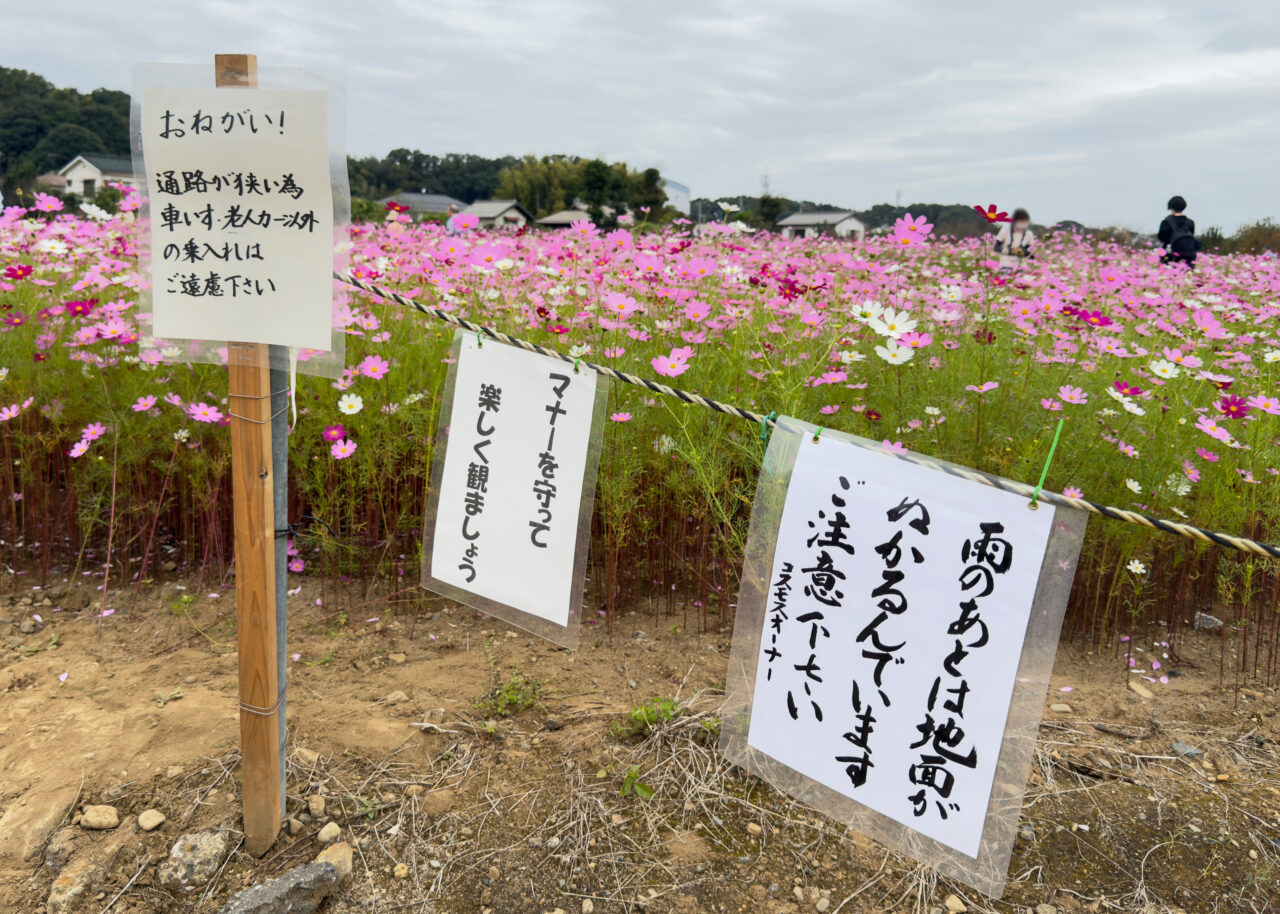 《本郷のコスモス畑》